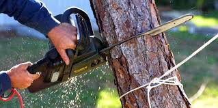 Best Fruit Tree Pruning  in Bristol, TN