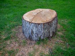 Best Lawn Grading and Leveling  in Bristol, TN
