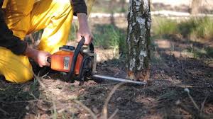 Best Leaf Removal  in Bristol, TN