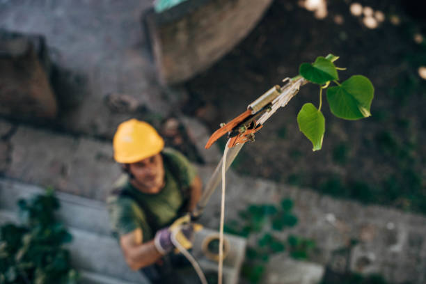 Best Arborist Consultation Services  in Bristol, TN