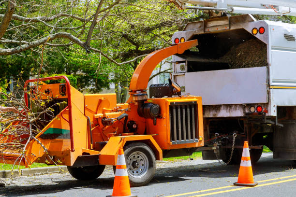 Best Tree Health Inspection  in Bristol, TN