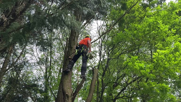 Leaf Removal in Bristol, TN