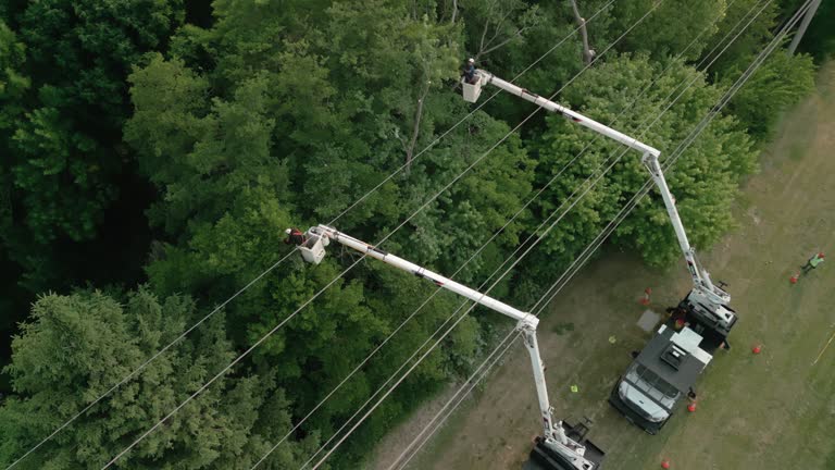  Bristol, TN Tree Removal Pros