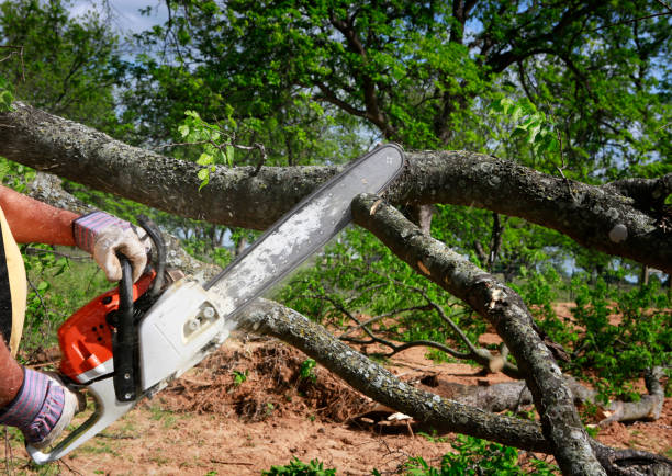 Best Storm Damage Tree Cleanup  in Bristol, TN