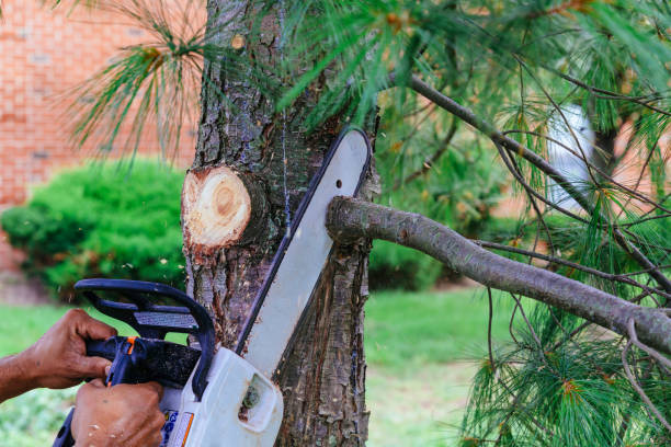 How Our Tree Care Process Works  in  Bristol, TN